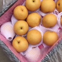 丰水梨🍐海量货源，全国发货，保质保量！