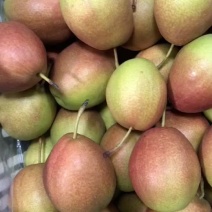 红香酥梨🍐全国发货，产地直供，海量货源