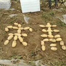 凌海精品荷兰十五土豆大量上市，专业工人挑选[诚信经营]。