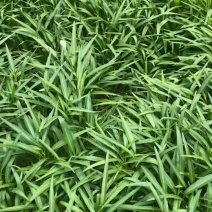 有大量空心菜出售，欢迎各位老板下单。