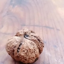干核桃大果泡果
