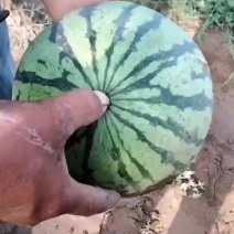 台头西瓜今天开园头茬瓜