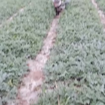 西瓜