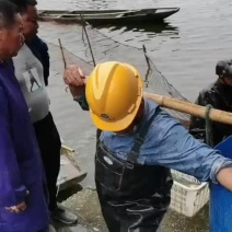 各类淡水鱼