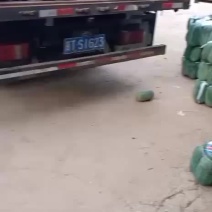 河北衡水万亩冬瓜大量上市了