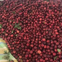 李子澳洲红肉李子，红皮红肉脆甜大量上市，日发10万斤