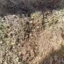 野生鱼腥草
