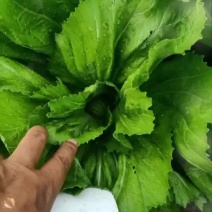 芥菜