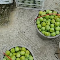 清脆李