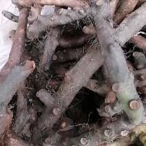 野生骨碎补