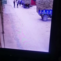 专业代购北方独头蒜种！量大质量优