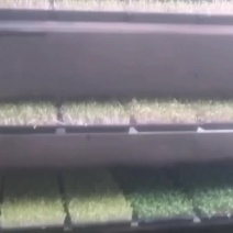 水培萝卜芽苗菜