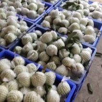 一年四季大量供应、产地直供、专业代办、代购红白心番石榴