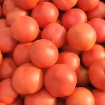 河北沧州西红柿