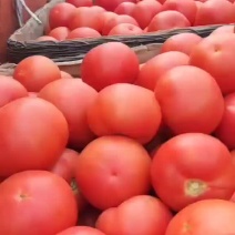 河北沧州献县硬粉大量上市