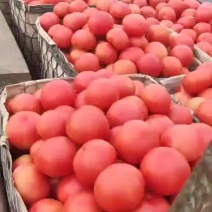 硬粉西红柿大量上市中