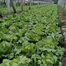生菜球