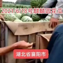 湖北省襄阳市宜城市桃子油桃大量有货！欢迎各位老板