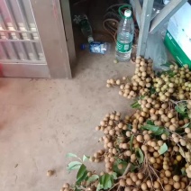 卖龙眼
