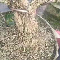 广东雀舌黄杨皱皮小叶黄杨苗高档造型名贵盆景树苗盆栽室内