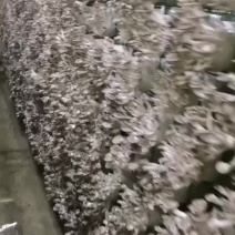 一手精品秀珍菇