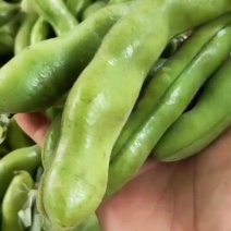 新鲜蚕豆，绿豆米，价格优惠，量大欢迎咨询