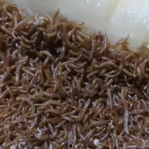 开口虫，黄粉虫，林蛙，石蛙，蝎子饲料！0.5-0.8小虫
