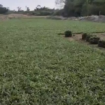 绿化草皮种植批发承接大小绿化工程，有十多年种植经验
