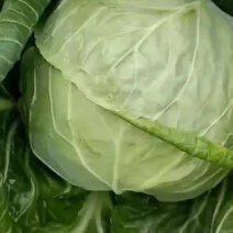 甘蓝，中甘，种植面积大，品种多，品质保证