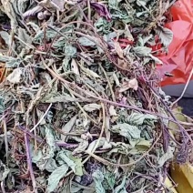 仙草，草冻仙草永安本地凉粉草