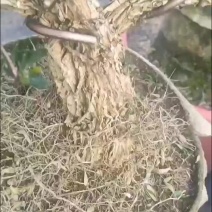 广东雀舌黄杨皱皮小叶黄杨苗高档造型名贵盆景树苗盆栽室内