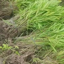 湖南夹竹桃苗，夹竹桃苗，夹竹桃，