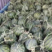 台头西瓜