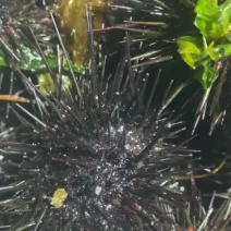 大连紫胆，特价出售