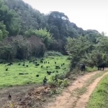 【深山放养】惠州出售黑山羊，羊羔，种公公羊
