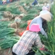 精品蒜苗