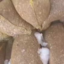 黄蚬子苗来喽，不怕货好的来