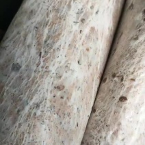 茯苓菌种，厂家直销量大从优合适请视频看货