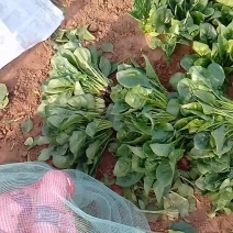 泡沫箱菠菜