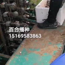 百合播种机百合播种机一年保修，播种宽度可调