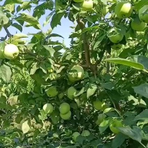 山东泰安青苹果大量上市，欢迎全国各地采购商来选购