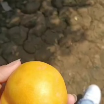 油桃也有套袋果