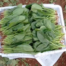 黑苗菠菜