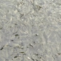 专供抗病草鱼苗，夏花