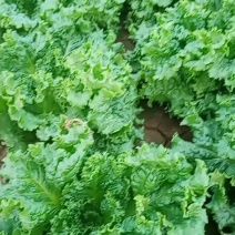 叶菜类
