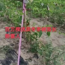 冬枣树苗蟠枣树苗沾冬2号苗，提供长期技术指导，欢迎咨询