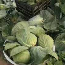 佳美特绿甘蓝