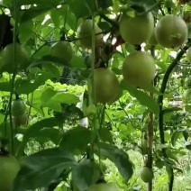 百香果