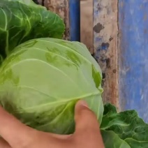精品甘蓝