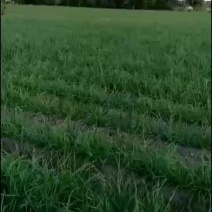 毛葱即将上市